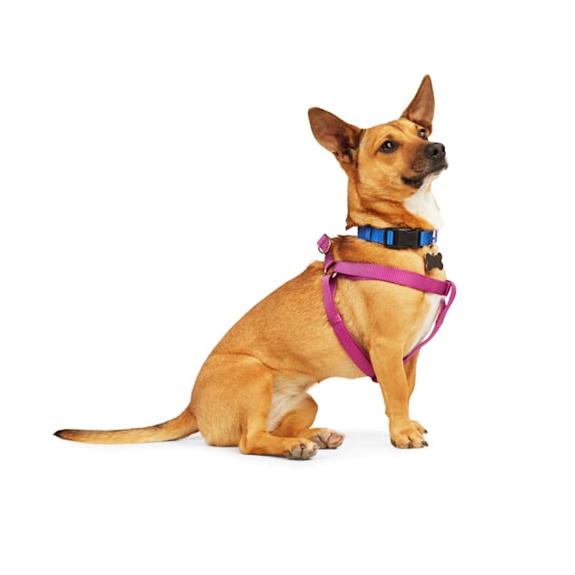 YOULY Heathered Berry Dog Harness Small Petco