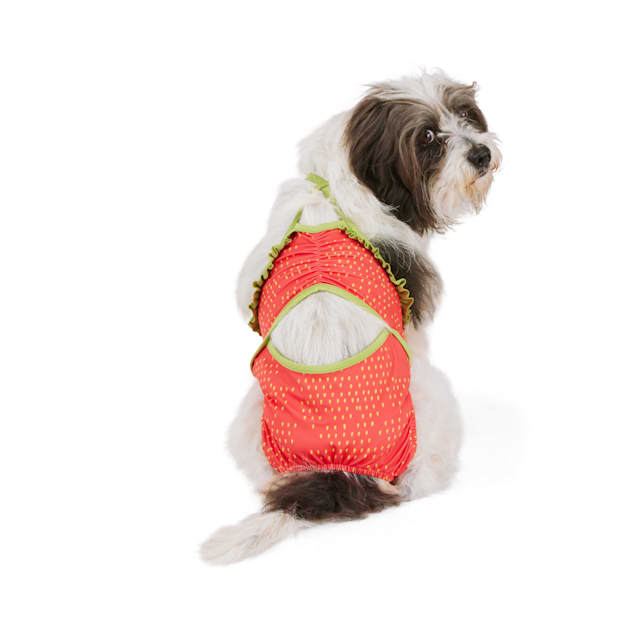 Dog in a swimsuit online
