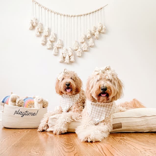 Dog toy online box petco