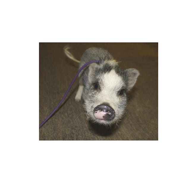 Pot belly pig harness online
