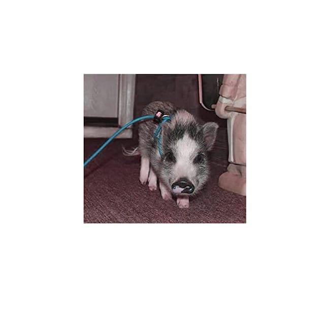 Piggy Poo and Crew 12 Adjustable Mini Pig Harness Leash Teal