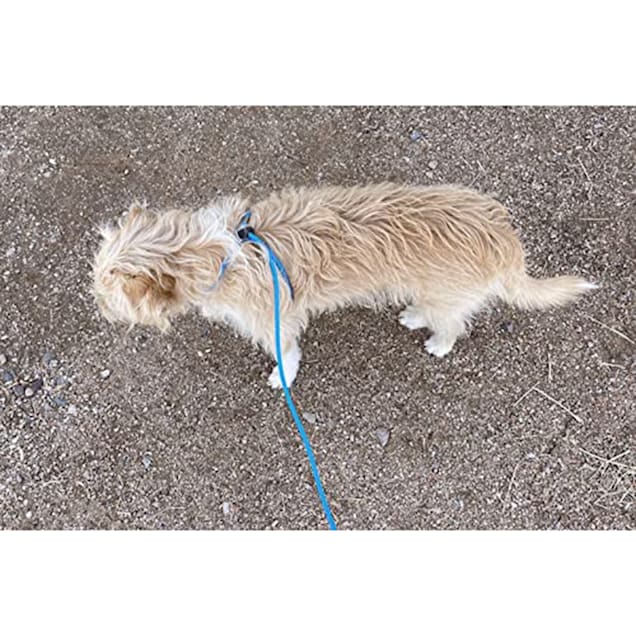 Petco harness and leash cheap