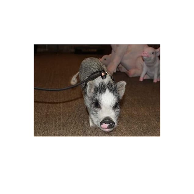 Pot belly pig store harness