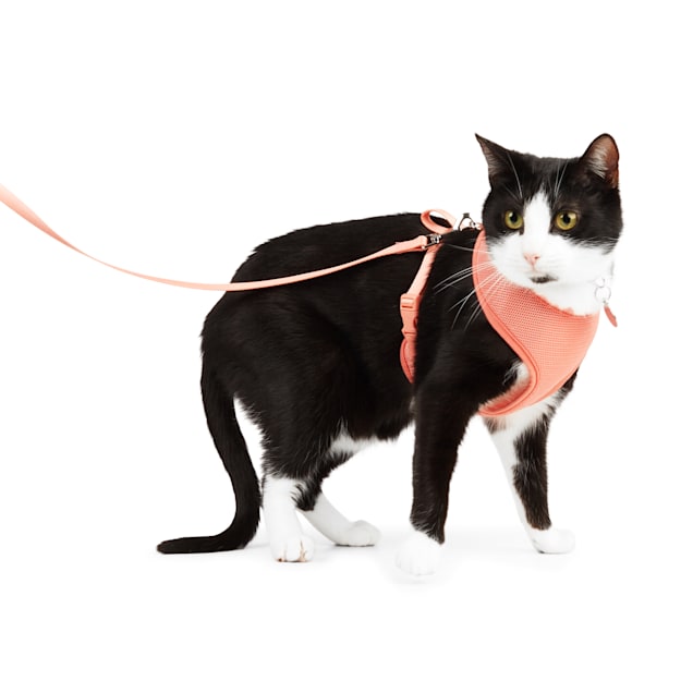 Coastal pet mesh cat harness hotsell
