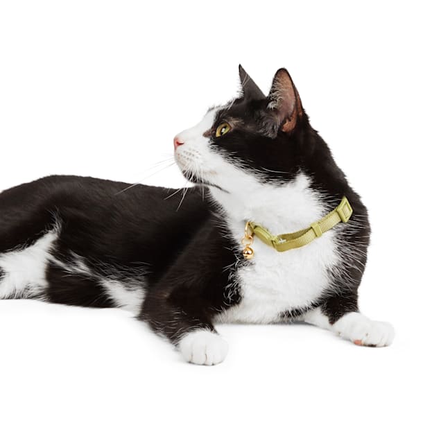Petco e collar cat online