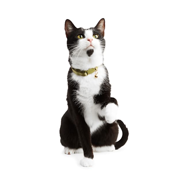 Rope cat collar outlet