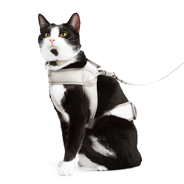 Buy cat harness store