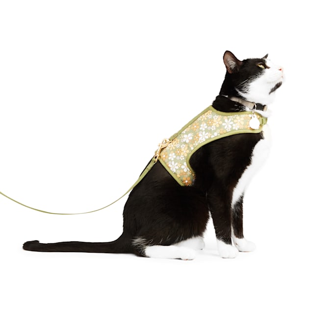 Kitten 2025 harness petco