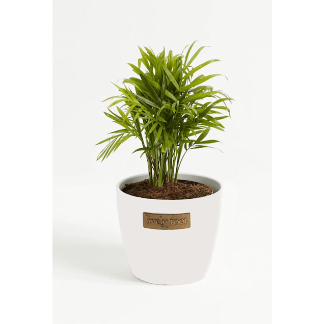 Lively Root Pet Friendly Neanthe Bella Parlor Palm Plant in Coconut Eco Pot Small