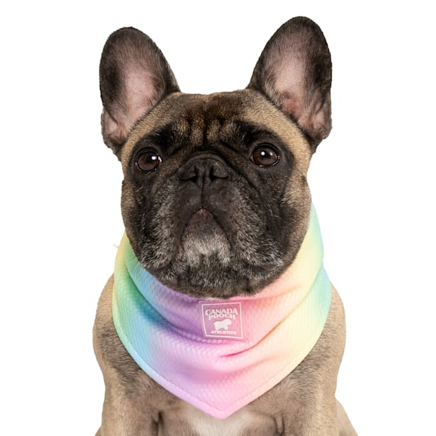 Best dog best sale cooling bandana