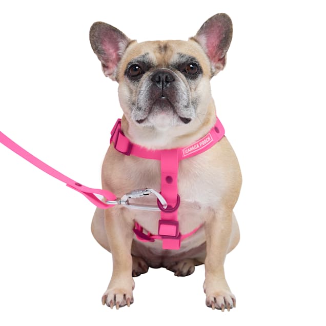 Salt water store resistant dog harness