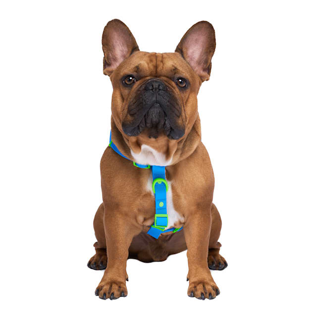 Canada pooch harness small online