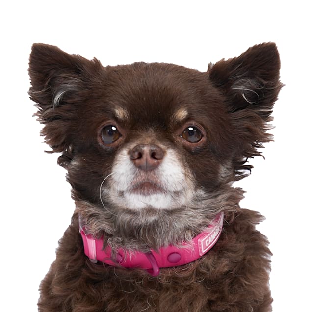 Chihuahua muzzle online petco