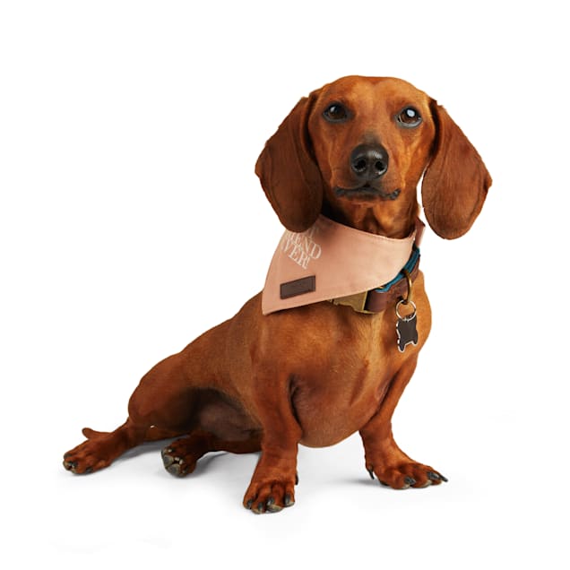 Reddy Copper BFF Dog Bandana X Small Small Petco