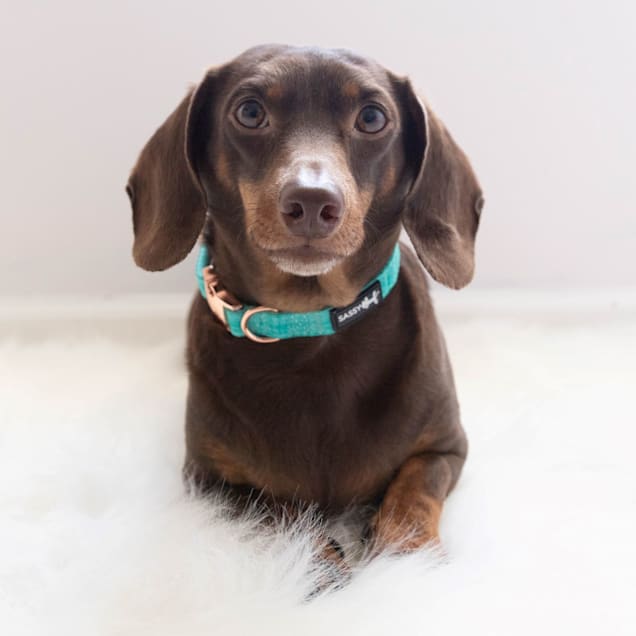 Collar for online dachshund puppy