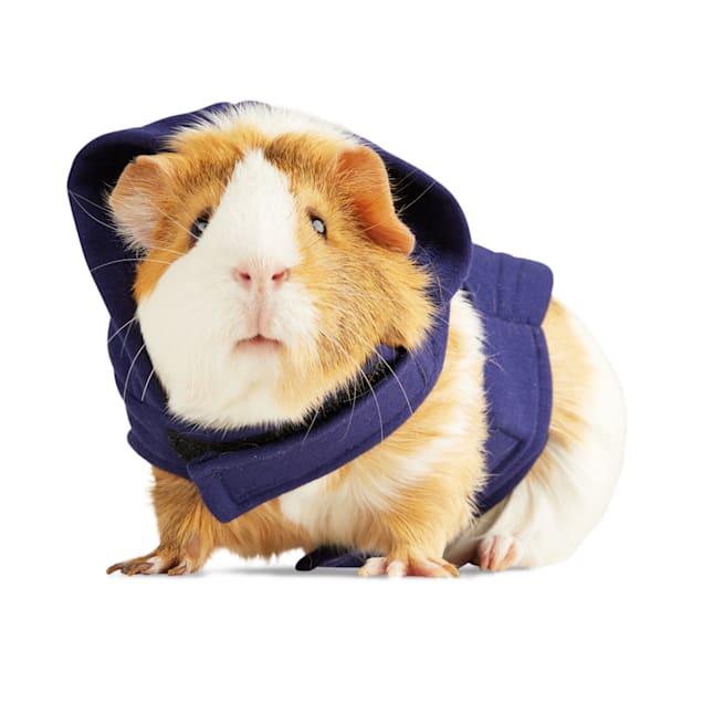Guinea pig clothes petco 2025