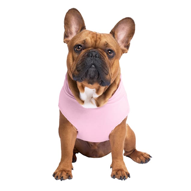 Authority dog food canada sale