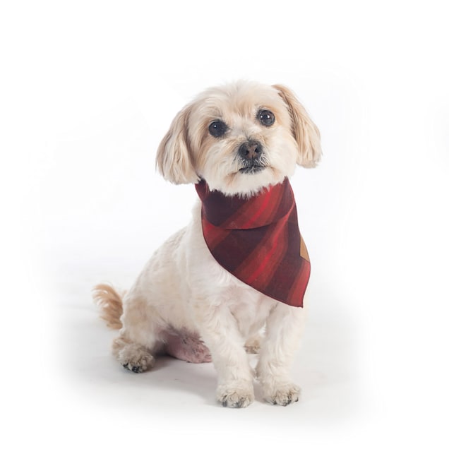 Petco dog deals bandana