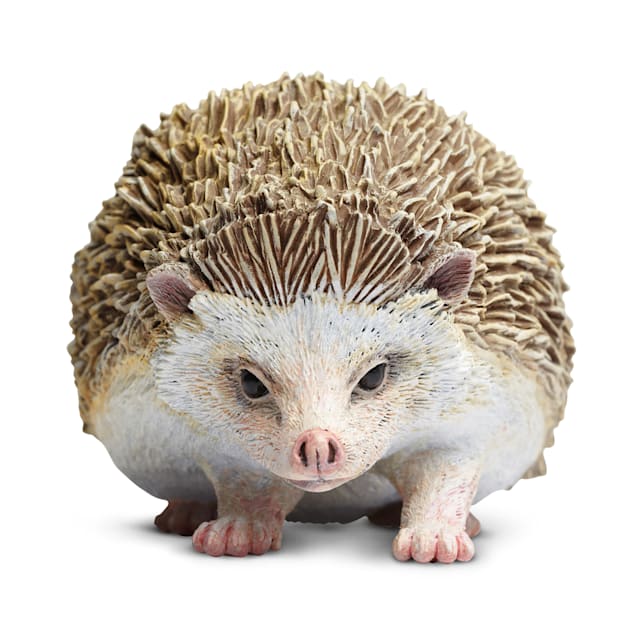 Hedgehog for sale petco cheap