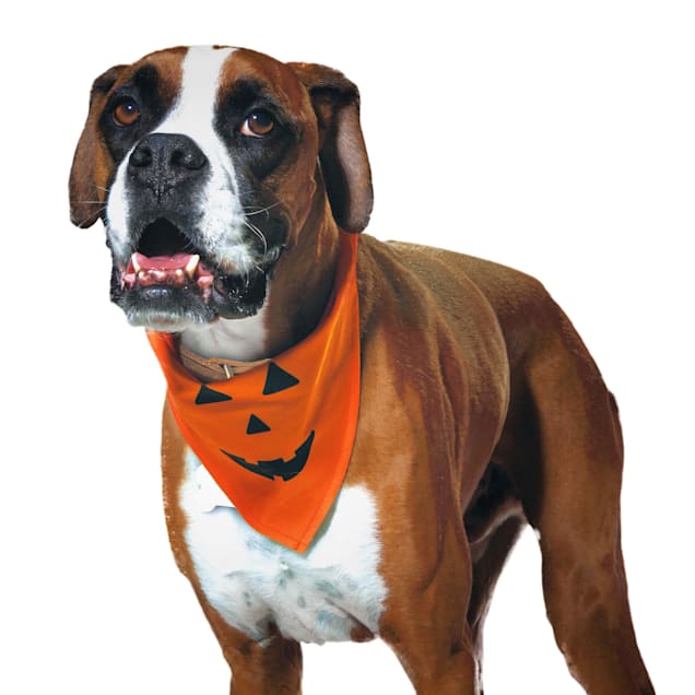 Bootique Pumpkin Bandana for Dogs Cats Small Medium Petco