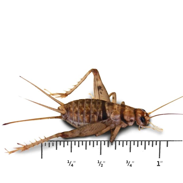 Pet store with top crickets near me