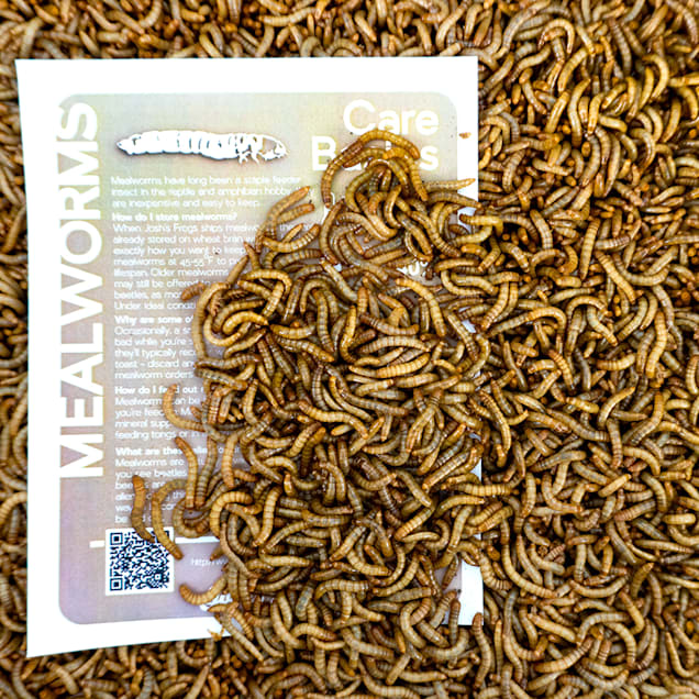 Petco mealworms in discount store