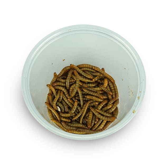 Mealworms - 100 Count