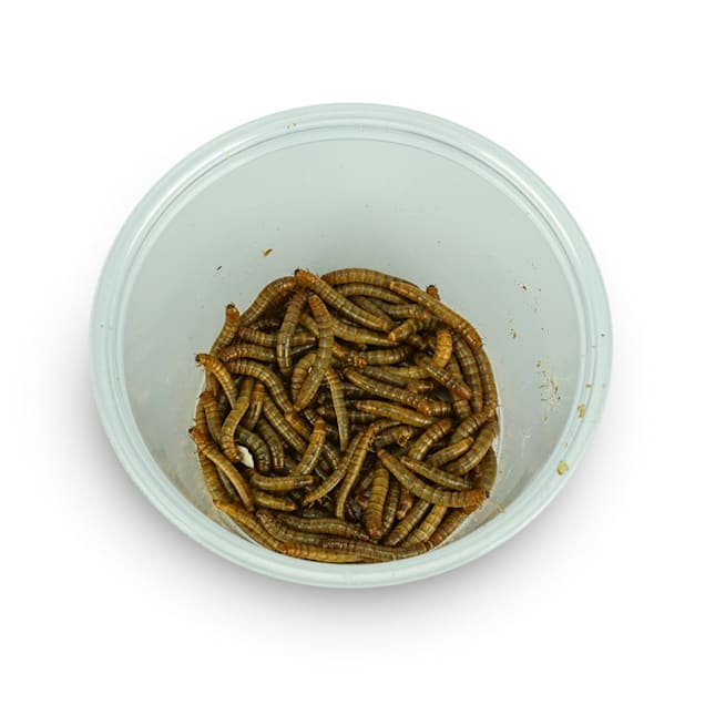 Mealworms petco clearance