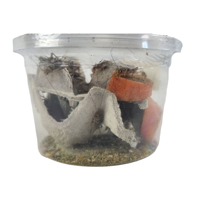 Gutloaded Banded Cricket Cup 1 2 Gutloaded 72 Count Petco