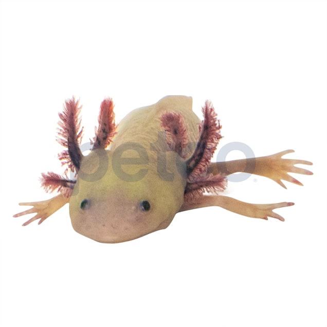 Glass Axolotl Figurine Tiny Axolotl Gifts Miniature Axolotl Decor