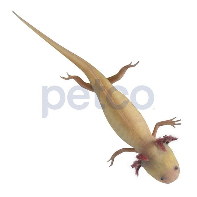 Leucistic Axolotl (Ambystoma mexicanum)
