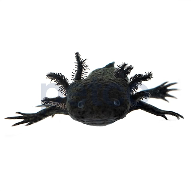 Melanistic Axolotl (Ambystoma mexicanum) - Carousel image #1
