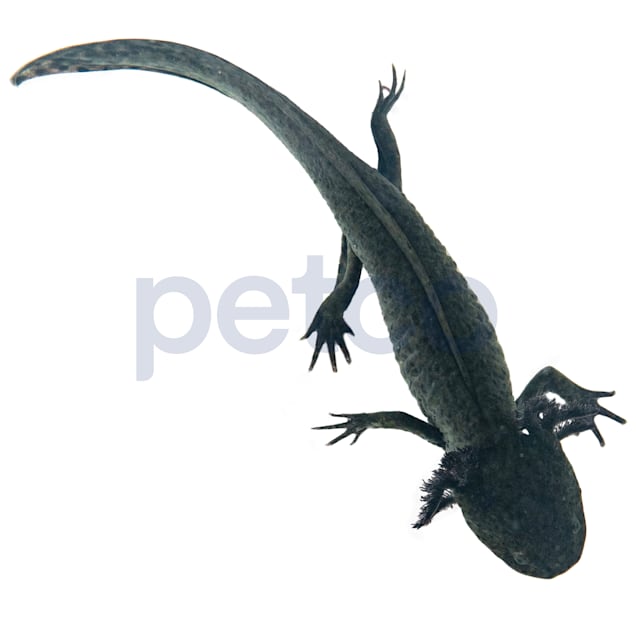Melanistic Axolotl (Ambystoma mexicanum)