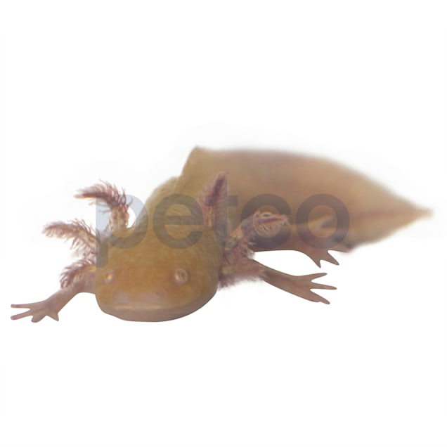 Golden Axolotl (Ambystoma mexicanum) - Carousel image #1