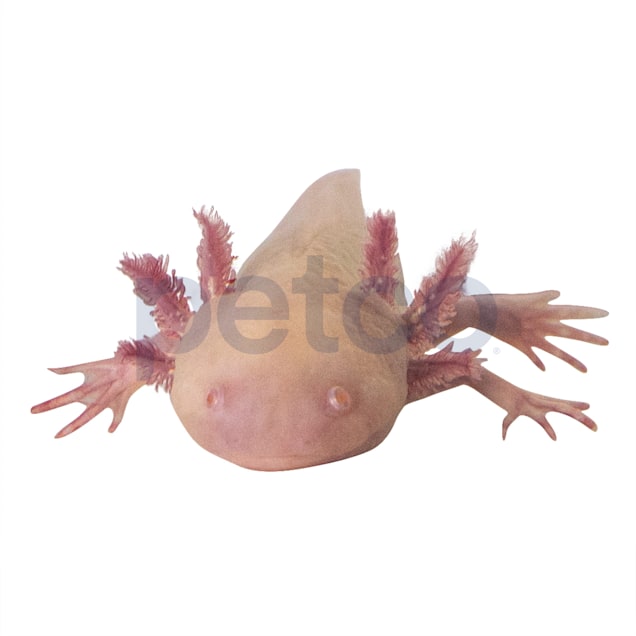 Albino Axolotl (Ambystoma mexicanum) - Carousel image #1