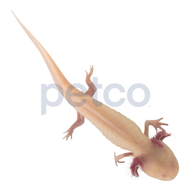 Albino Axolotl (Ambystoma mexicanum)