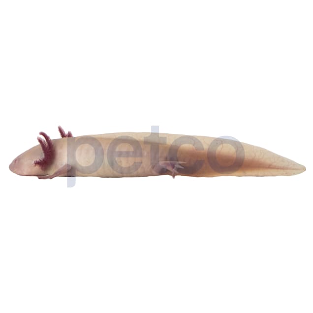 Albino Axolotl (Ambystoma mexicanum)