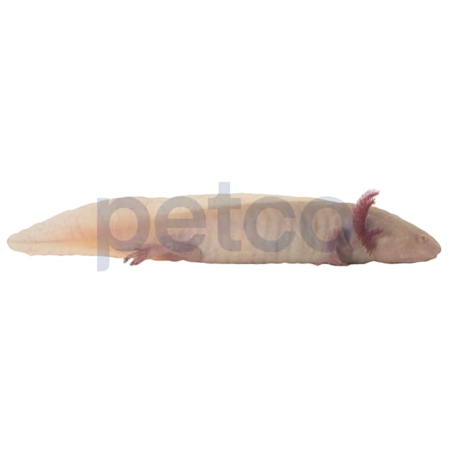 Albino Axolotl (Ambystoma mexicanum)