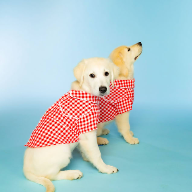 Petco dog clothes on sale