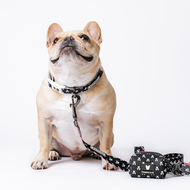 Hypebeast outlet dog collar