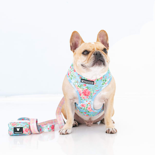 Harness frenchie store