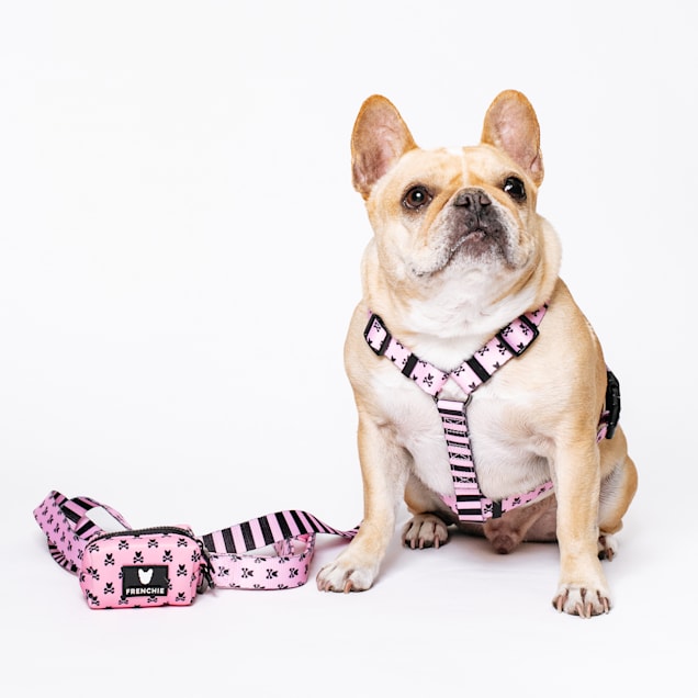 Frenchie dog harness 2025