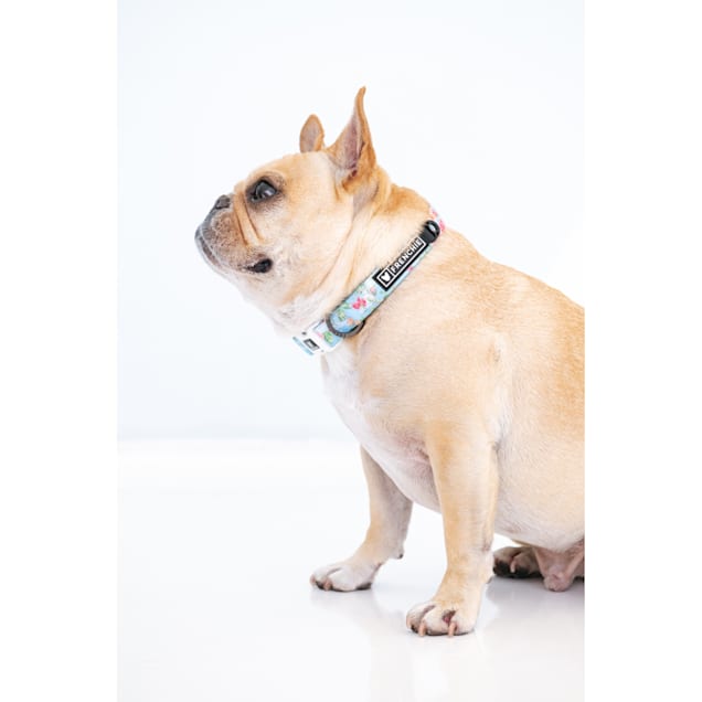 Frenchie puppy collar 2025