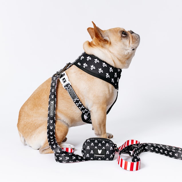 Frenchie dog leash clearance