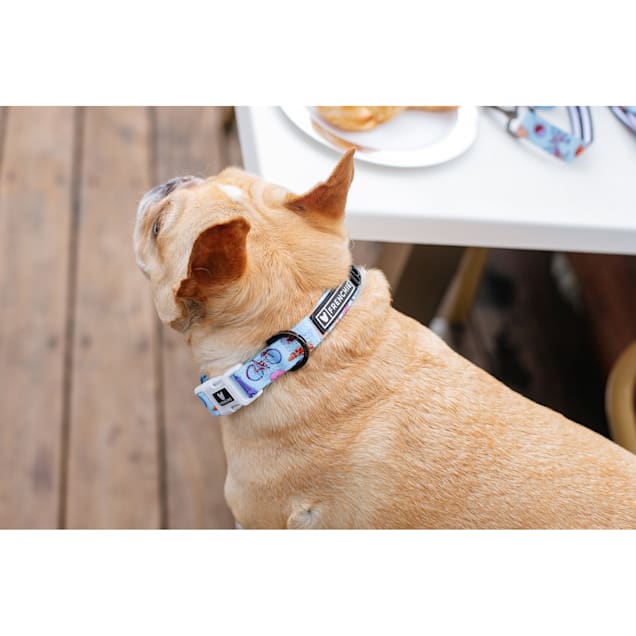 Frenchie collars and sales leashes