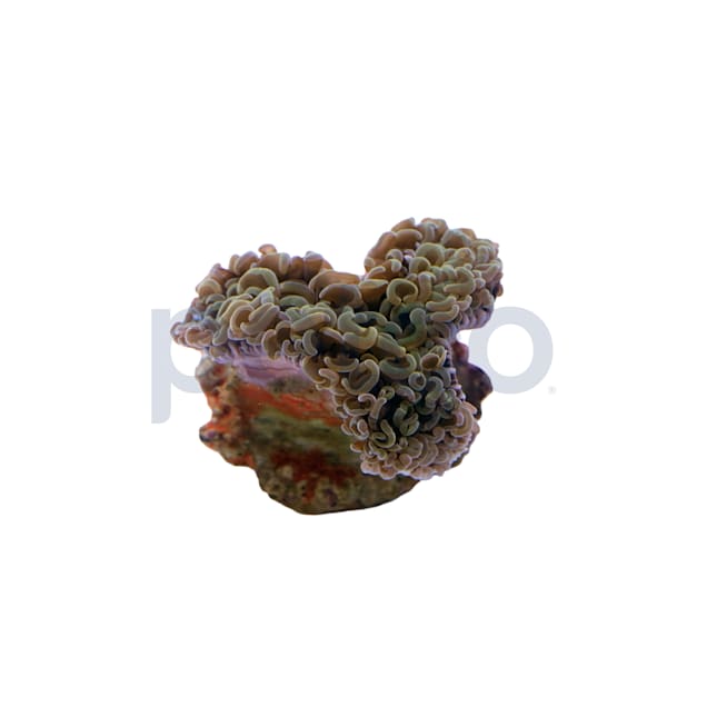 Hammer Branch Coral (Euphyllia parancora) Saltwater Coral For Sale