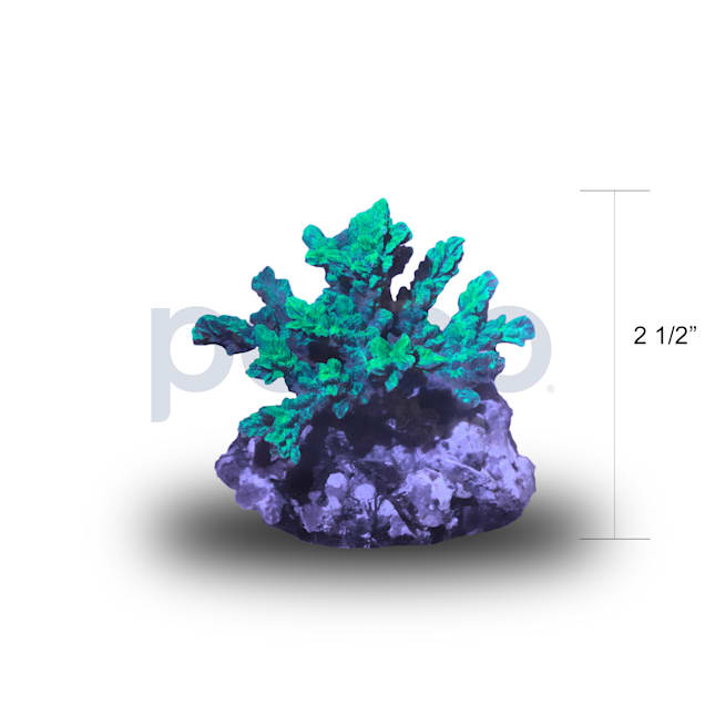 Aquacultured Neon Green Horn Coral Hydrophora rigida Petco