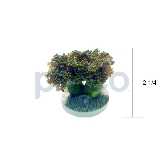 Aquacultured Green Octopus Branch Frag (Euphyllia yaeyamaensis)