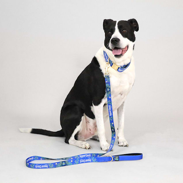 Petco dog lead shop