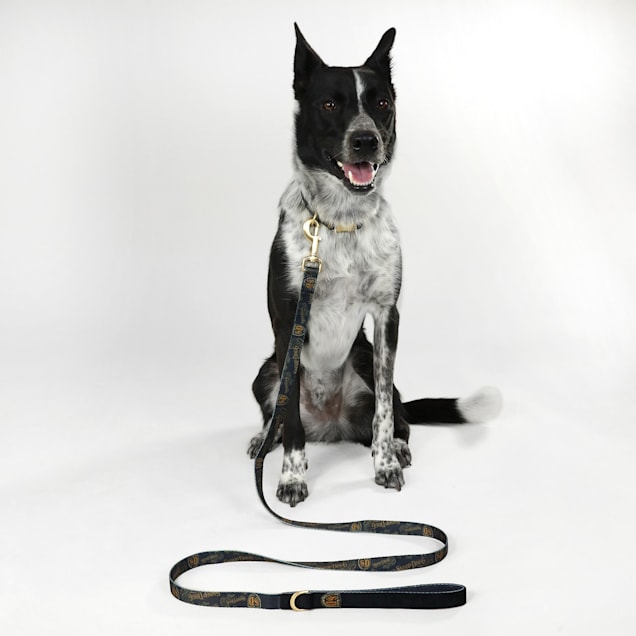 Pack leader best sale collar petco
